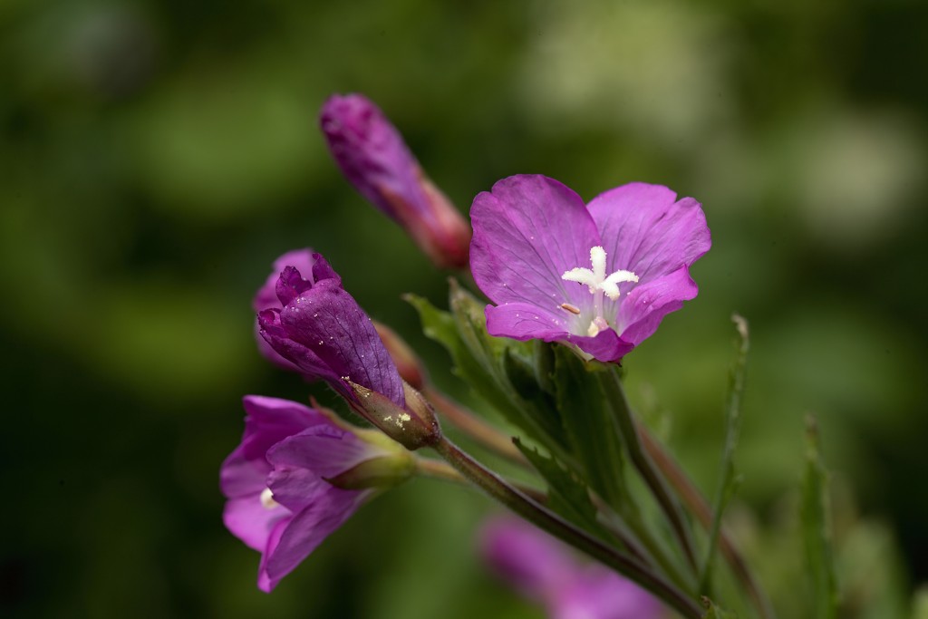 voornes duin tenellaplas Quackjeswater natuur natuurgebied natuurmonumenten hdr duinen Zuid Hollands landschap polder bossen natuurreservaat Natura 2000